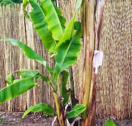 Summer Stories Pool * Potamos (Corfu)